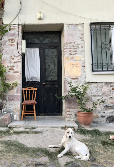Close-up of a handcrafted dog medal holder hanging on a rustic wooden door.