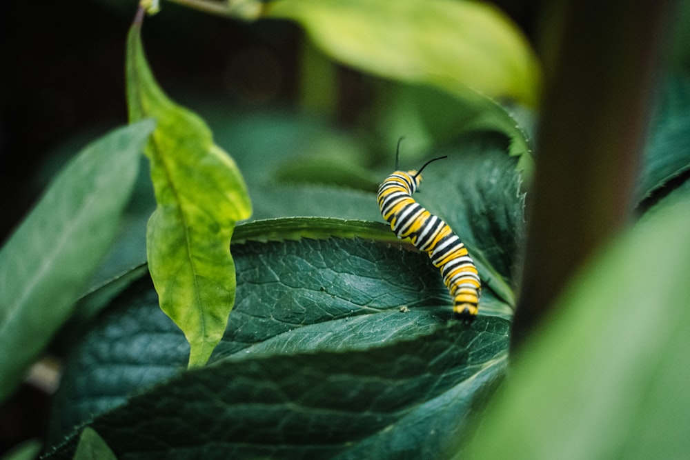 yellow and black caterpillar on green leaf