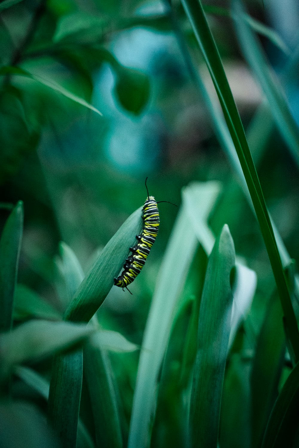 Oruga amarilla y negra en hoja verde