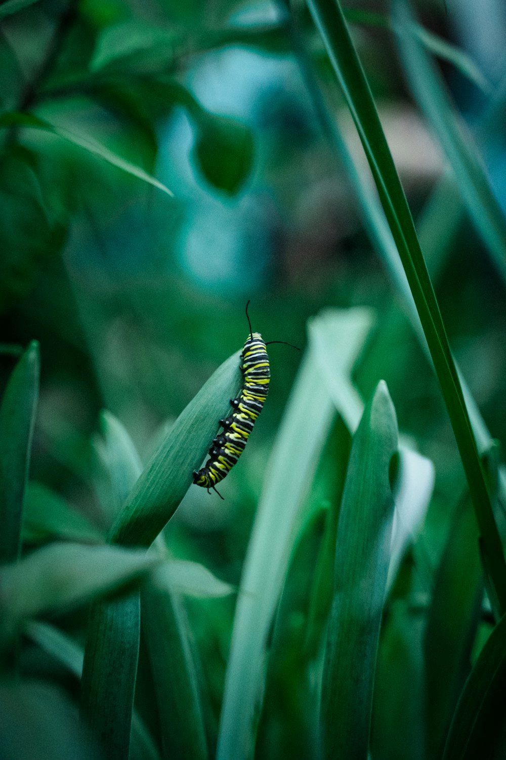 yellow and black caterpillar on green leaf