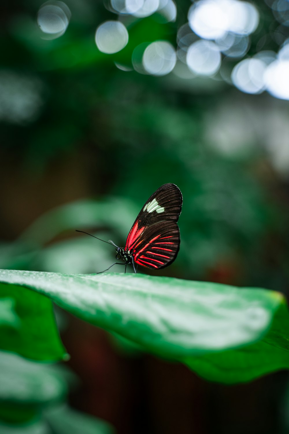 black and white butterfly on green leaf