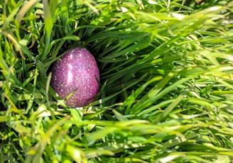 purple fruit on green grass