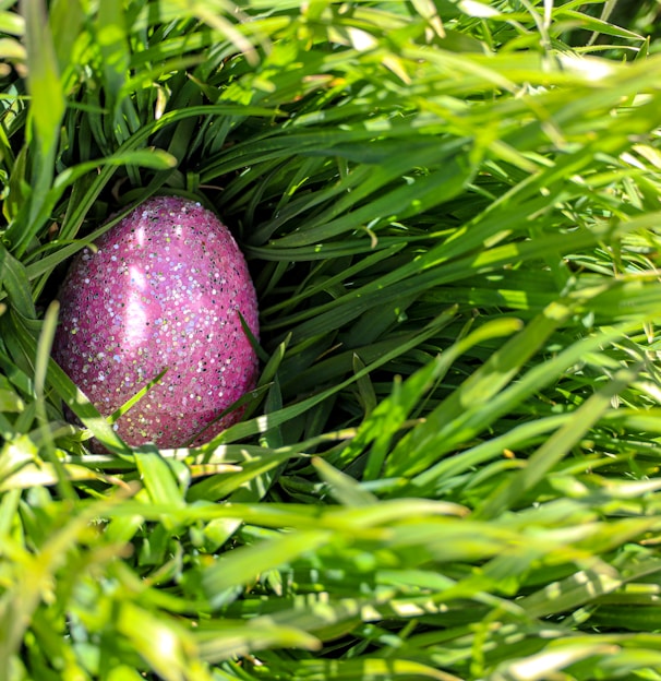 purple fruit on green grass