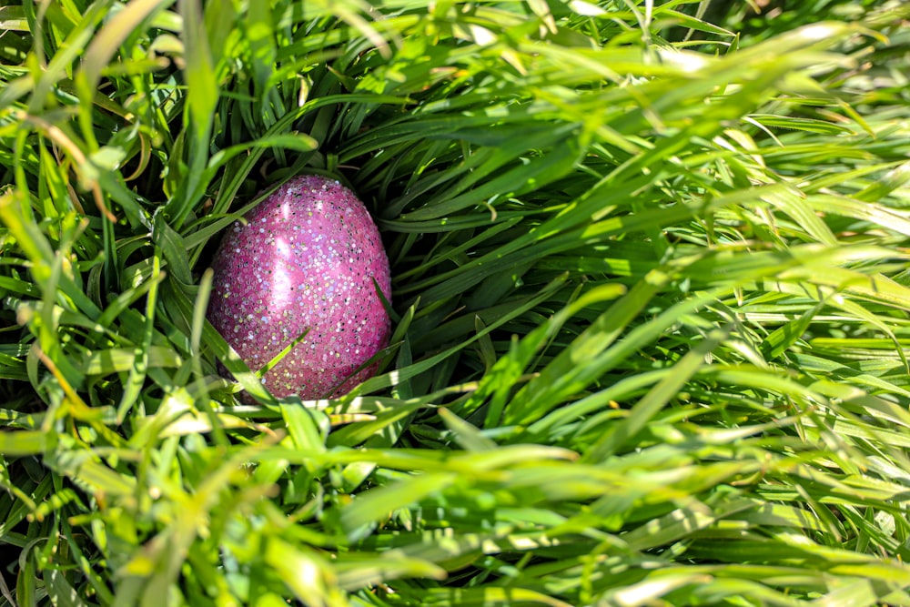 purple fruit on green grass