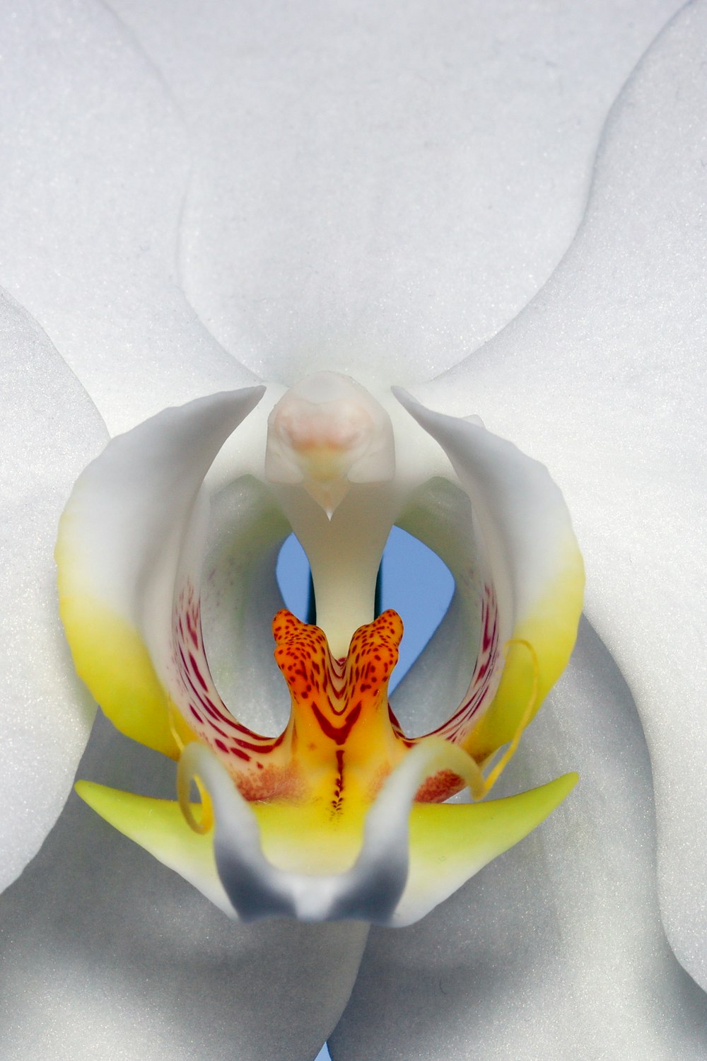 white and yellow flower on white textile