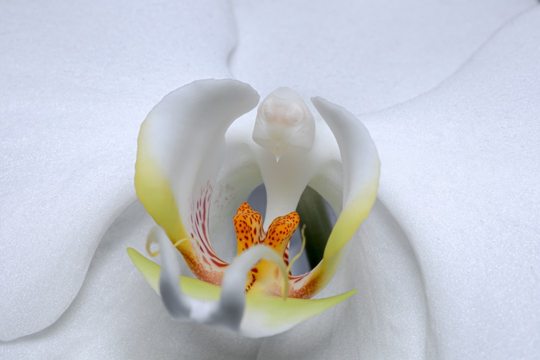 white and yellow flower on white textile