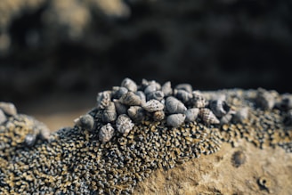 A cluster of small, grayish seashells rests atop a rocky surface covered with algae or barnacles, suggesting a natural coastal environment. The image is focused on these marine elements with a blurred background.