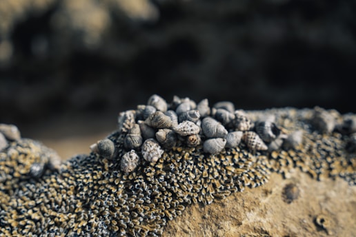A cluster of small, grayish seashells rests atop a rocky surface covered with algae or barnacles, suggesting a natural coastal environment. The image is focused on these marine elements with a blurred background.