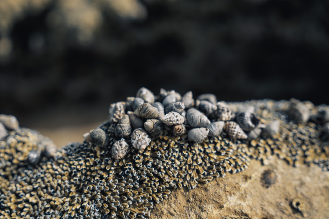 black stones on brown sand
