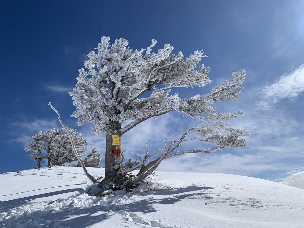 white tree on snow covered ground under blue sky during daytime