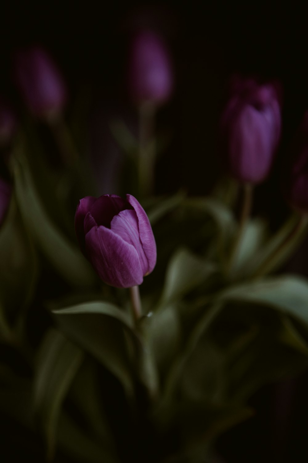 purple flower in tilt shift lens