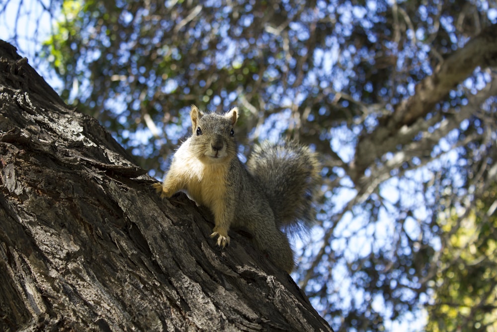brown squirrel on brown tree trunk during daytime