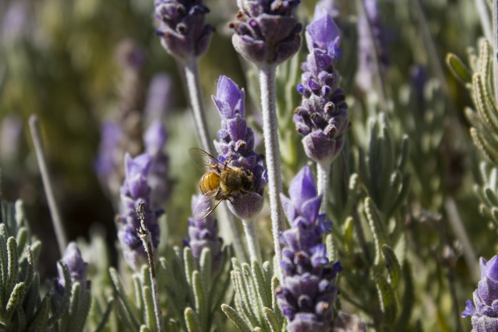 purple flower with bee on top