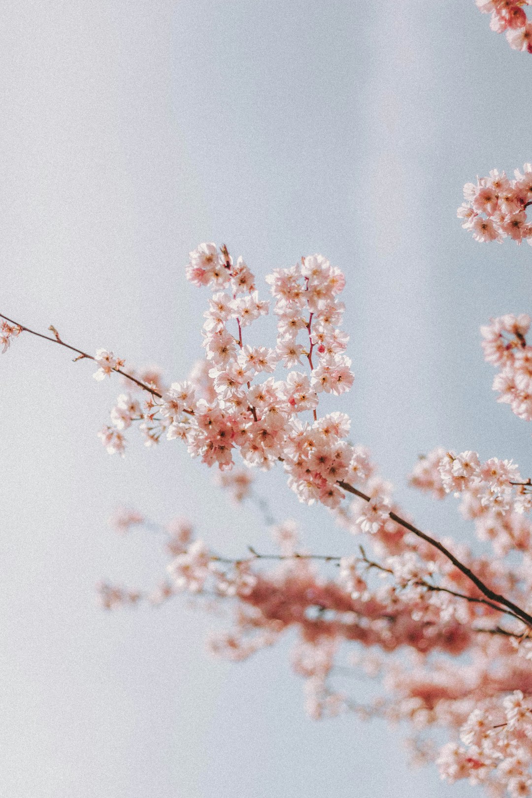 pink cherry blossom in close up photography