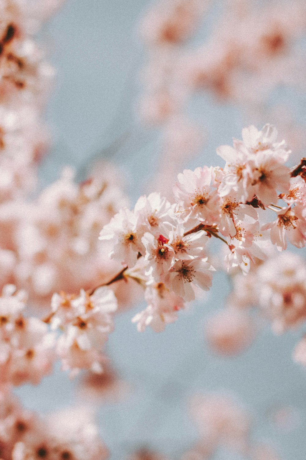 white cherry blossom in close up photography