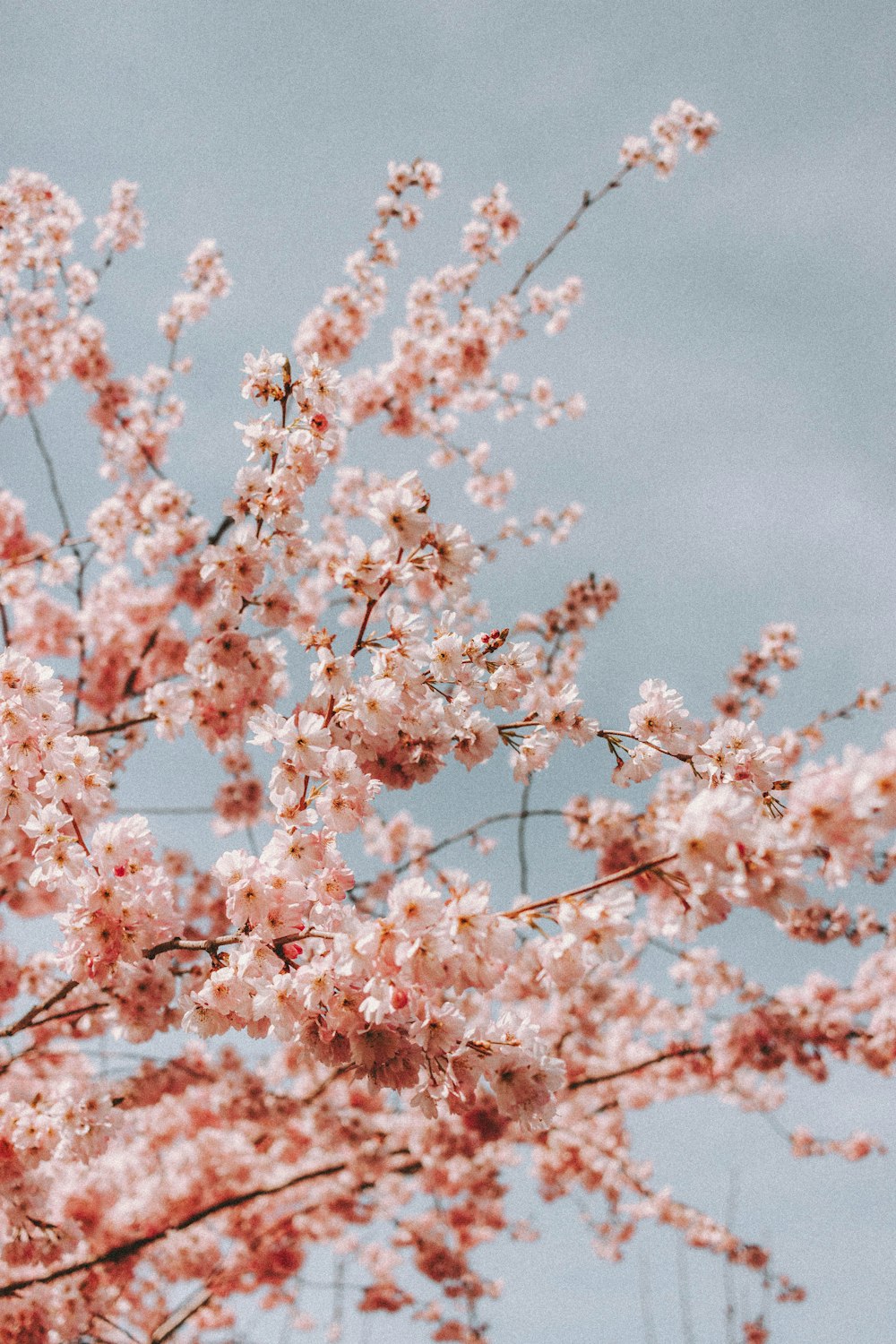 pink cherry blossom in close up photography photo – Free France Image on  Unsplash