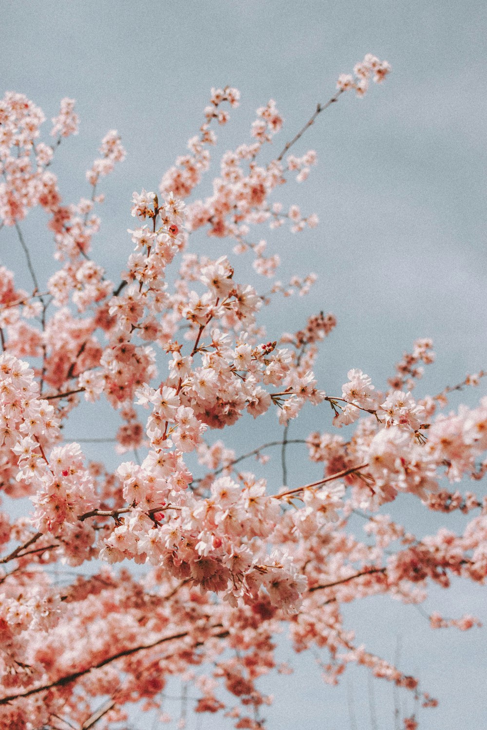 pink cherry blossom in close up photography