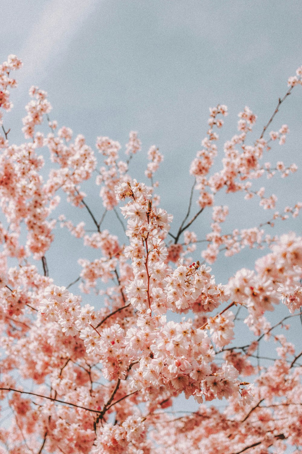 Rosa Kirschblütenbaum unter blauem Himmel tagsüber