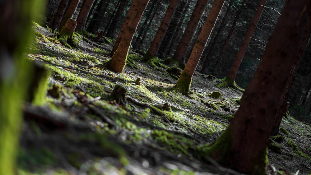 green moss on brown tree trunk