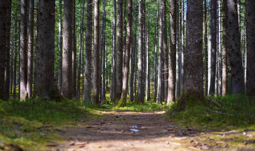 brown trees on brown soil