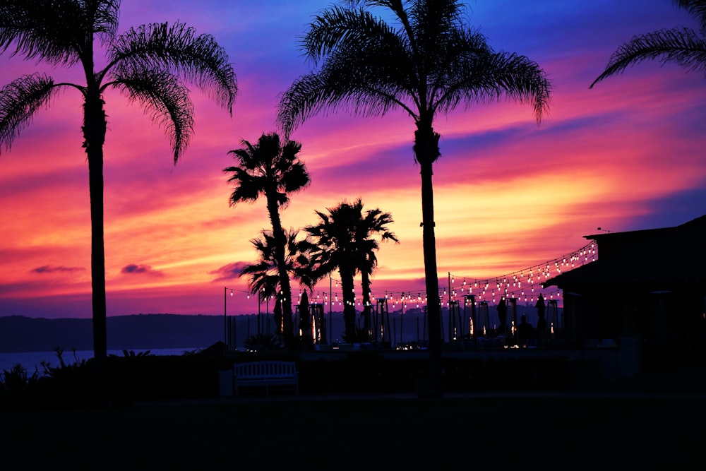 silhouette of palm trees near body of water during sunset