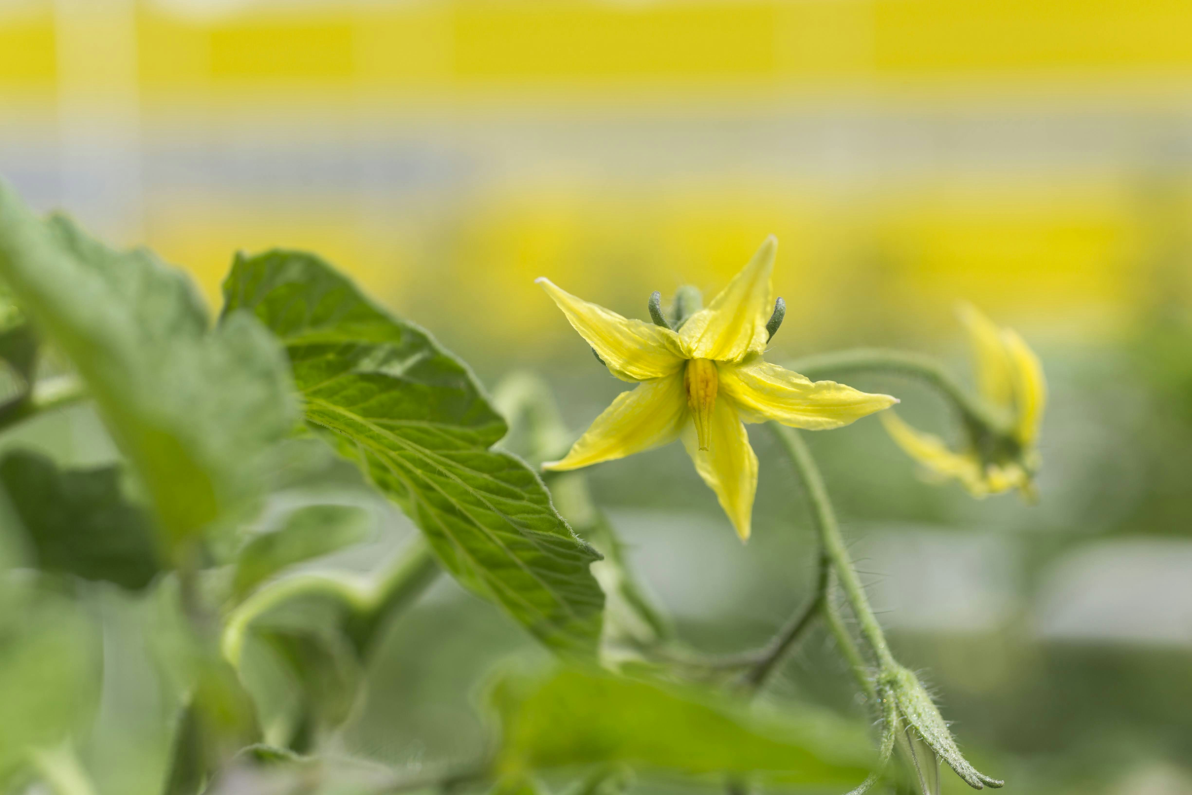 yellow flower with green leaves
