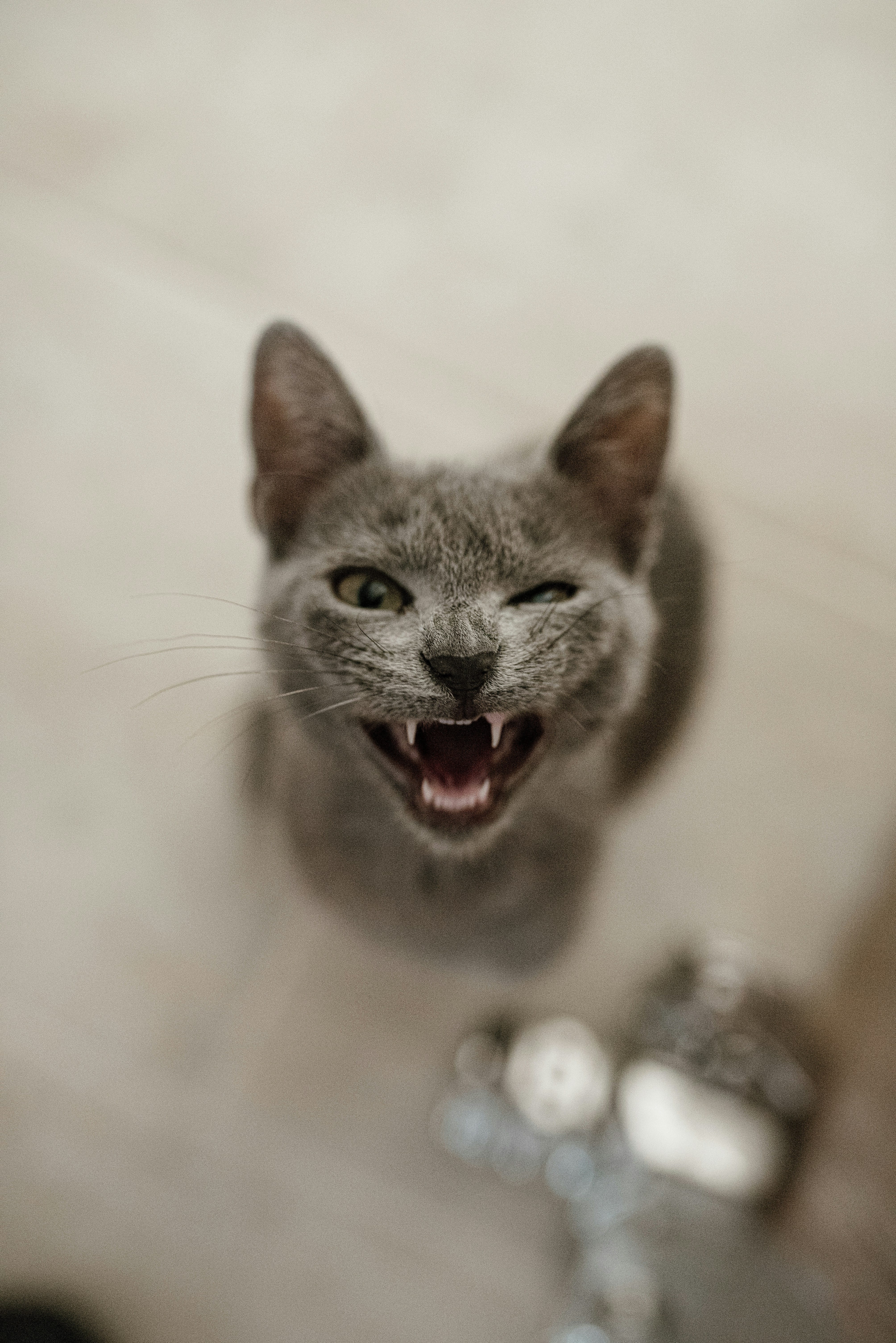 gray cat on white ceramic floor