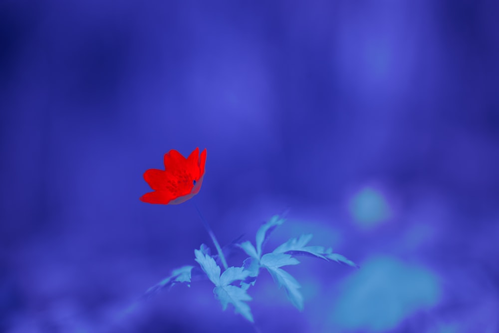 red flower in tilt shift lens