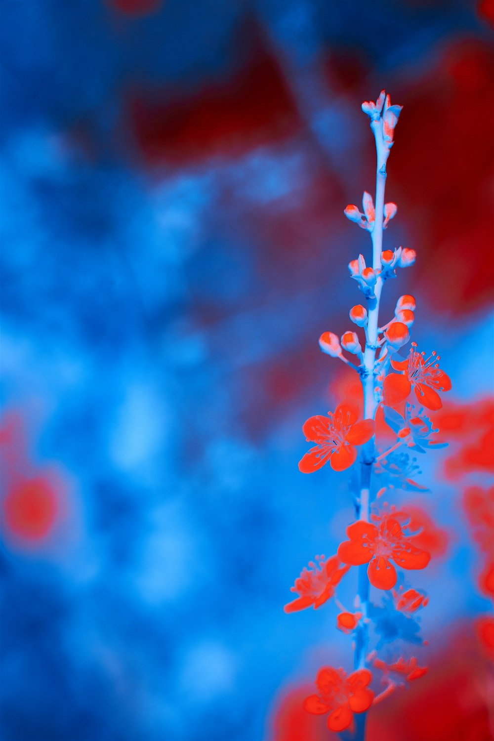 red flowers in tilt shift lens