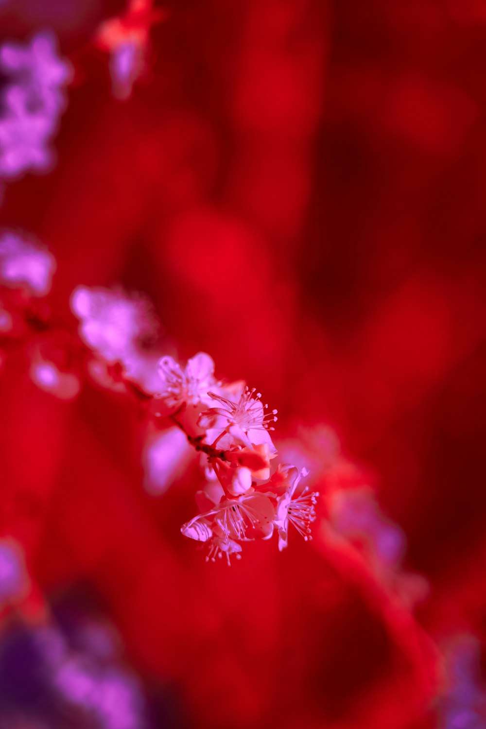 red flower in tilt shift lens