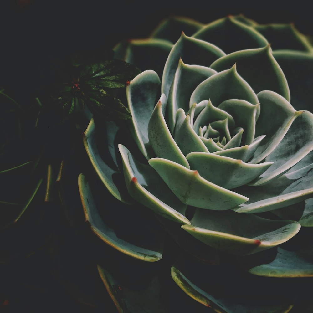 green and white flower in black background