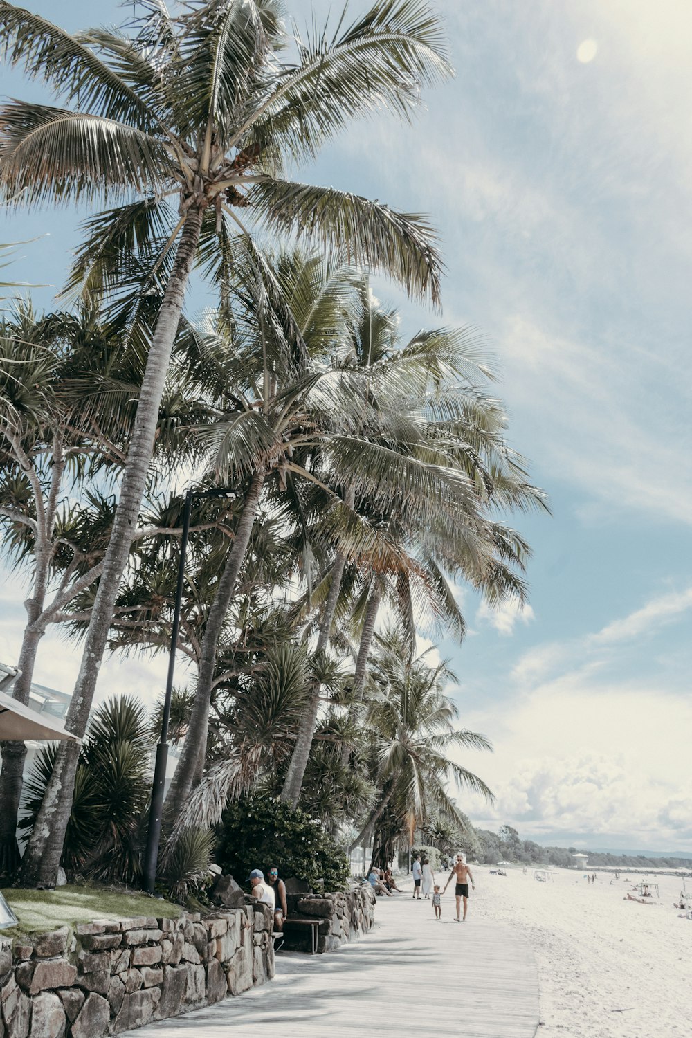 palm trees near body of water during daytime