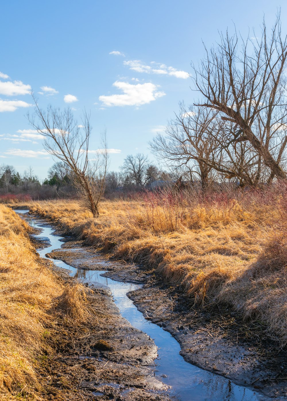 brown leafless trees beside river under blue sky during daytime