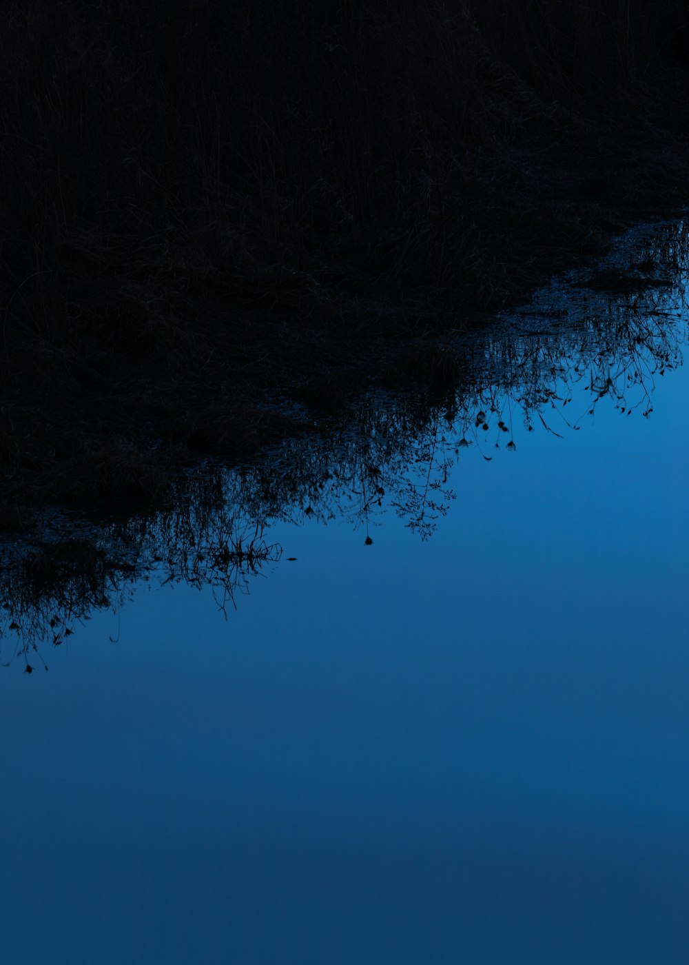 white trees under blue sky during daytime