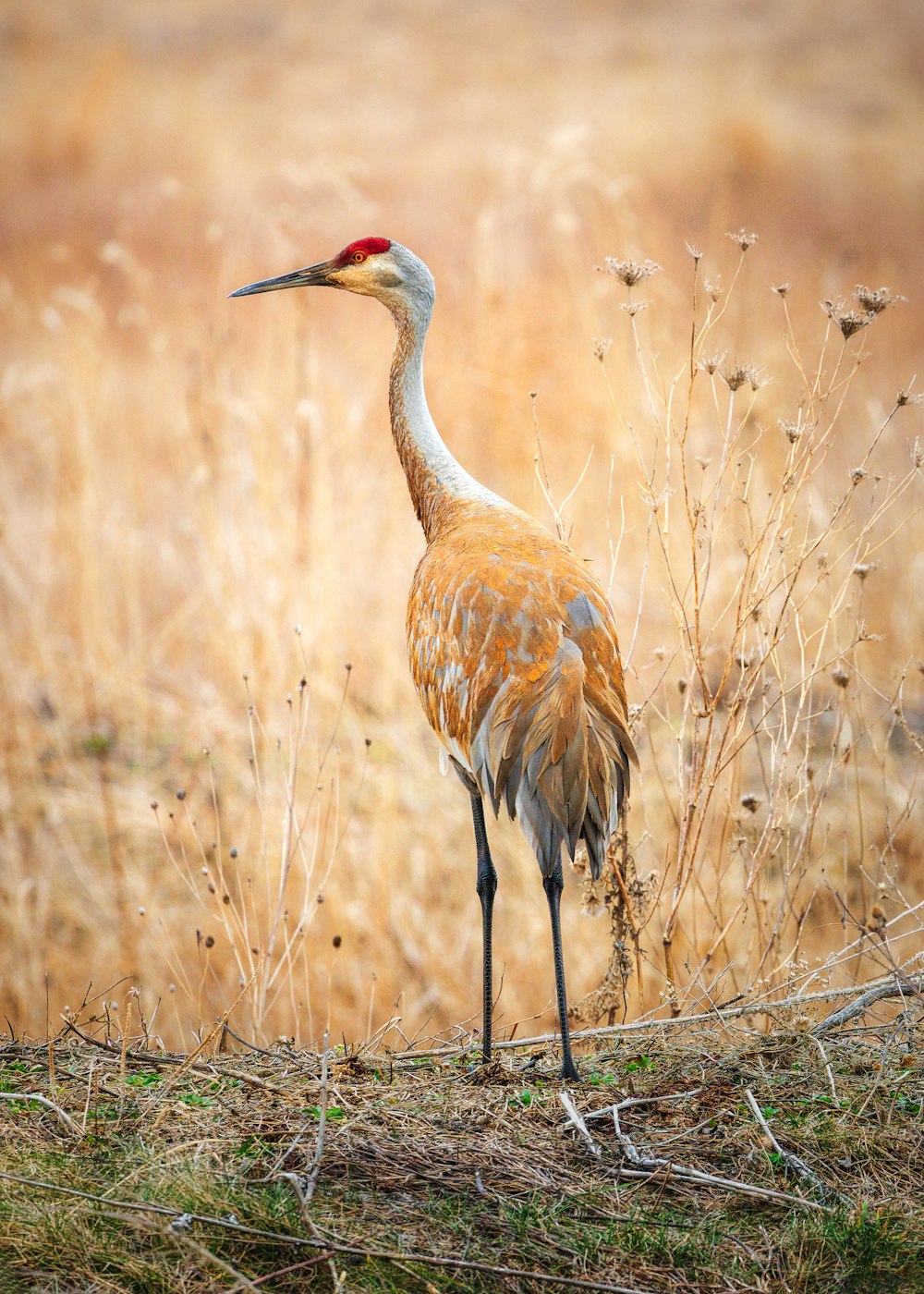 brown and white bird on brown grass field during daytime