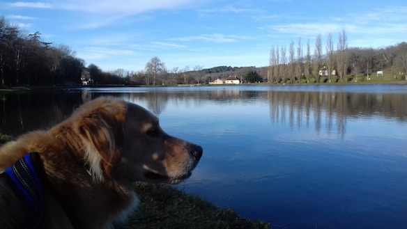 A serene lakeside scene with a dog in the foreground, gazing across the water. The lake reflects the clear blue sky and the rows of tall, leafless trees that line its banks. There are a few houses visible in the distance amidst a lush, green landscape. The atmosphere is peaceful and tranquil.