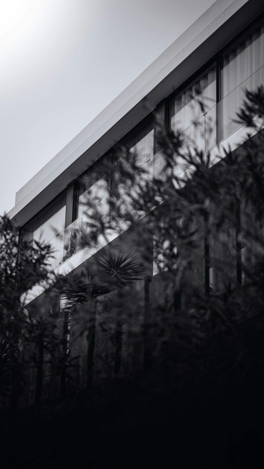 grayscale photo of trees near building