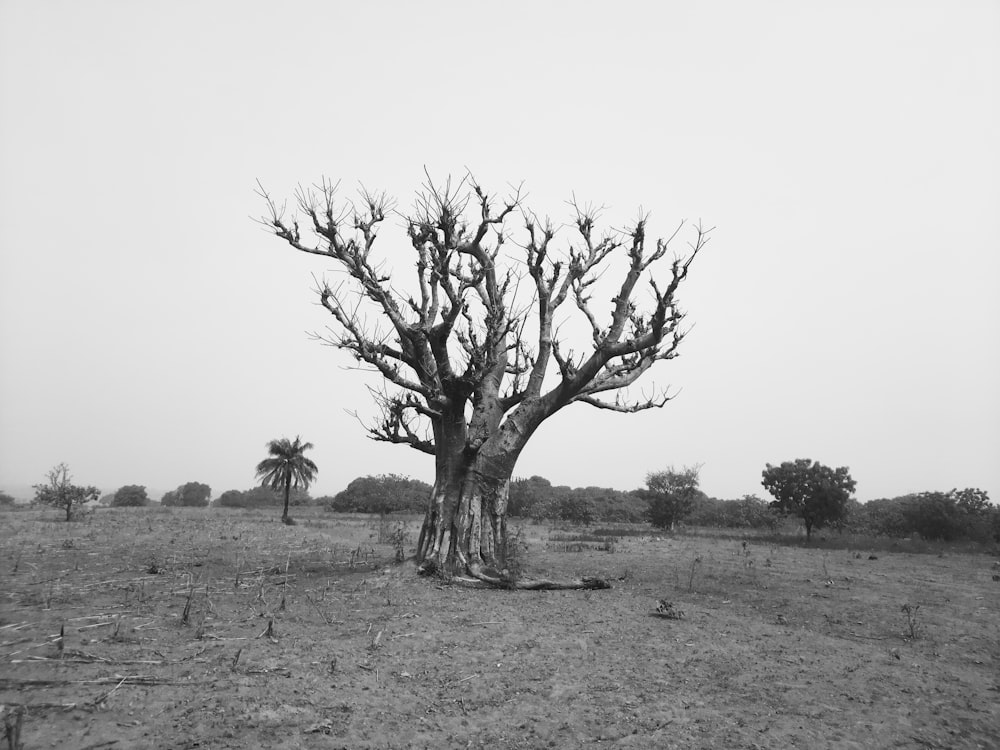 leafless tree on grass field