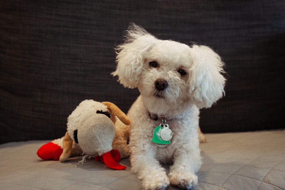 Cucciolo di barboncino giocattolo bianco con guinzaglio rosso del cane