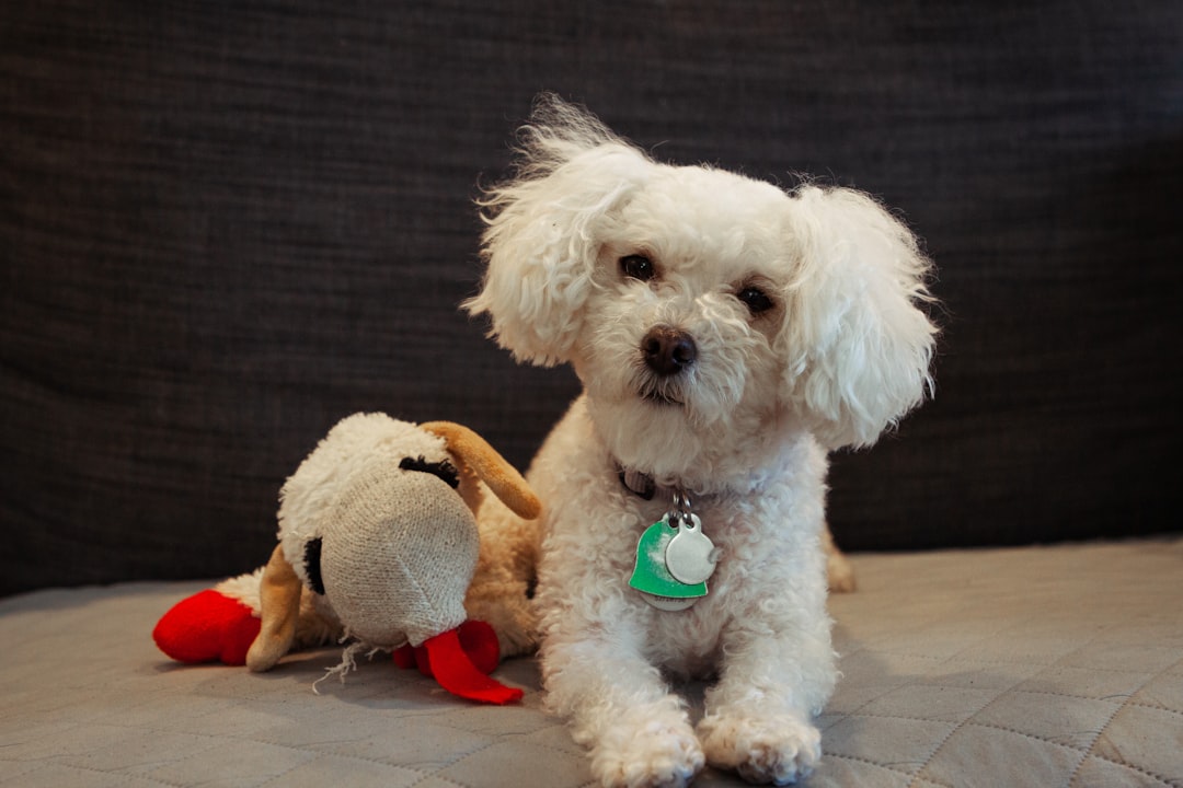 The Role of Maltese Dogs as Therapy and Emotional Support Animals
