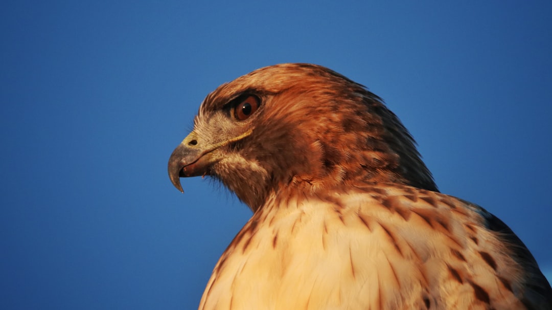 brown and white bird flying during daytime