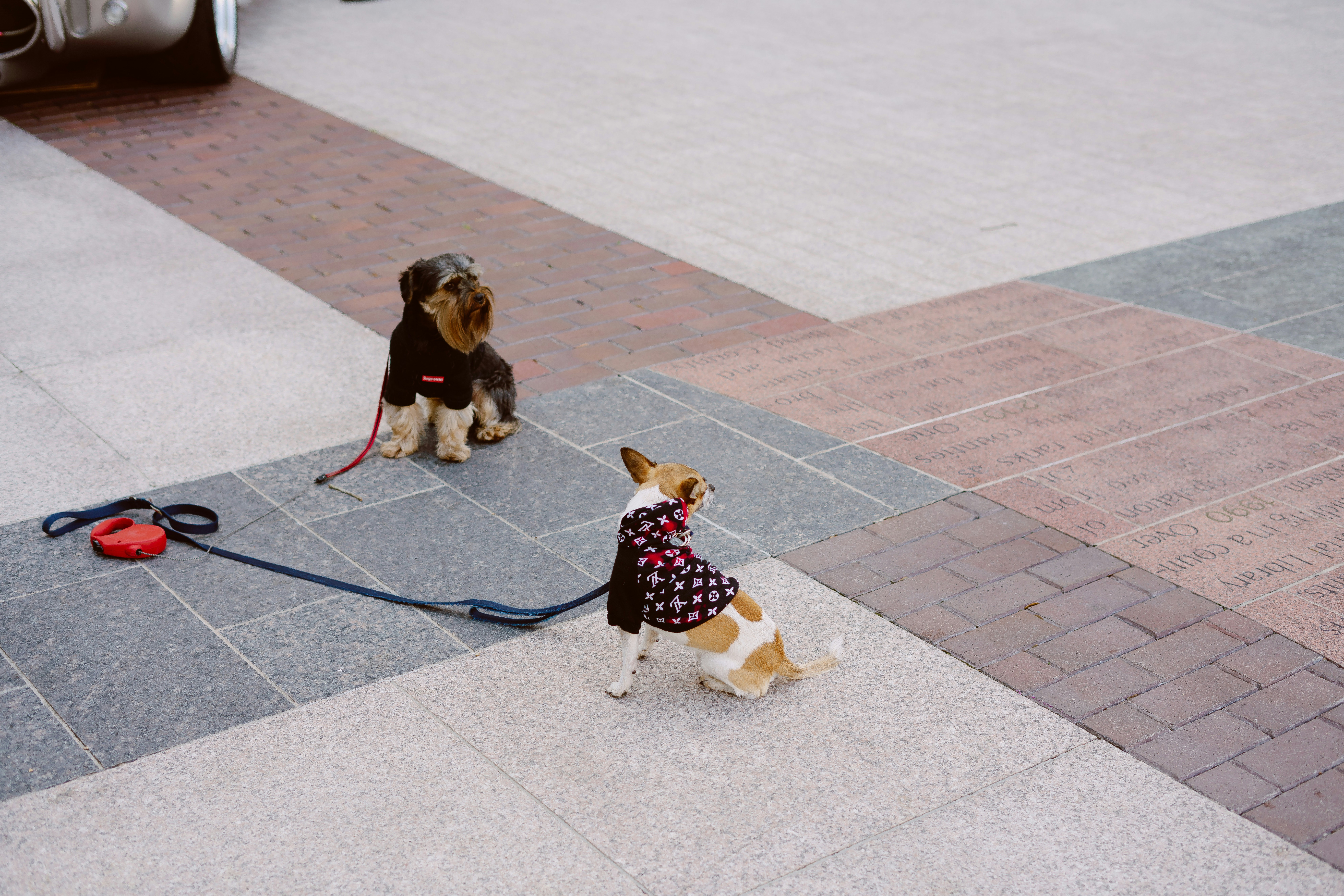 Korean Dog Fashion: Dressing Up Your Pup