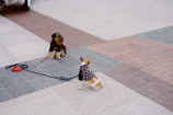 Two playful dogs dressed in bright, artisan-made sweaters on a city street.