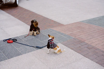 A pair of dogs wearing matching colorful accessories from Colitas Viva, enjoying a walk in the park.