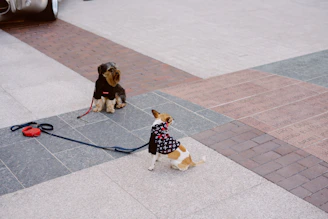 A pair of dogs wearing matching colorful accessories from Colitas Viva, enjoying a walk in the park.