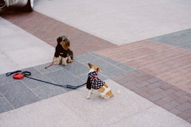 Two small dogs, one with a brown and white coat wearing a black and red outfit and another with a darker coat, are seen on a pavement with different colored tiles. Each dog is connected to a leash that lies on the ground. The scene appears to be in an urban setting with a car partially visible in the background.