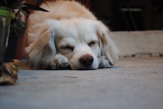 A peaceful scene of therapy animals resting calmly while soft classical music fills the room.