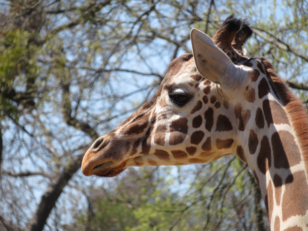 giraffe standing near green trees during daytime