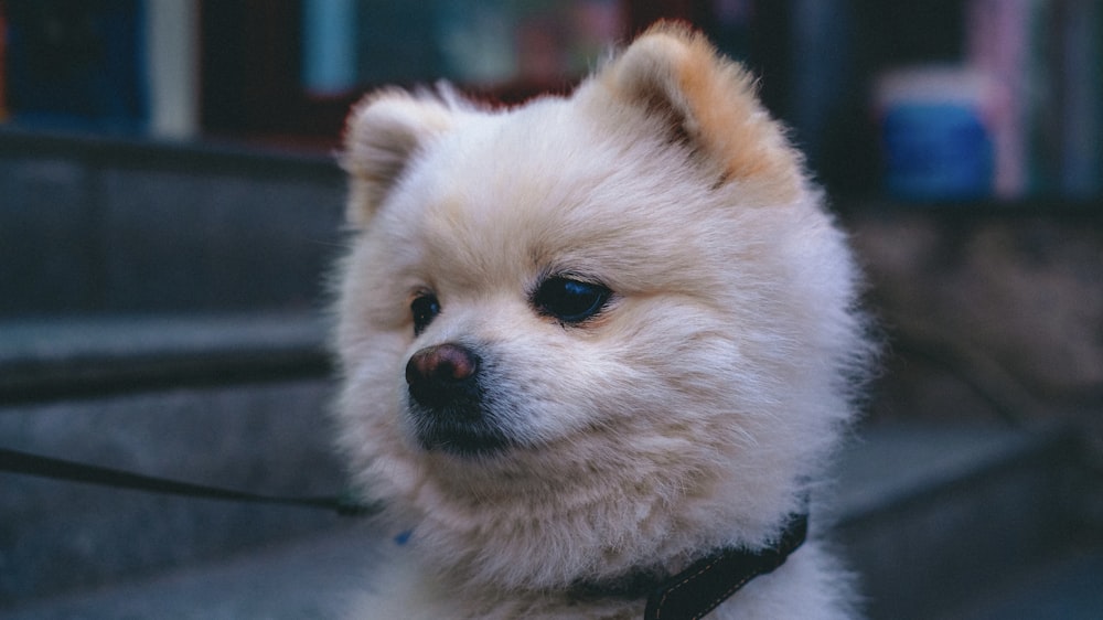 焦点写真に白いポメラニアンの子犬