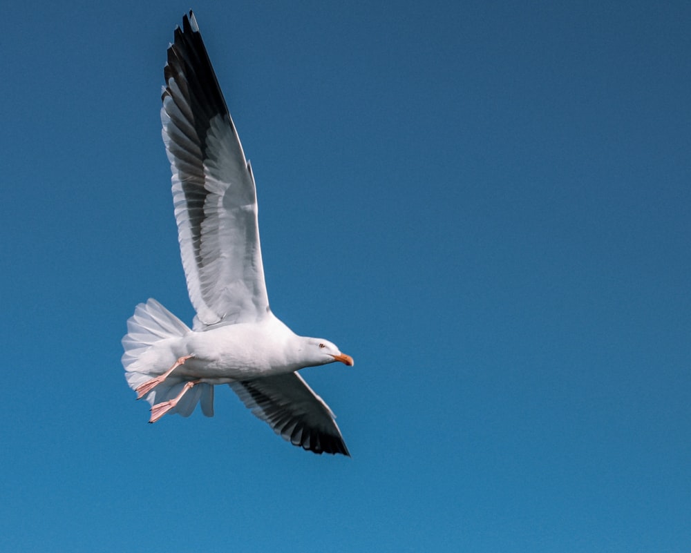 white gull flying during daytime